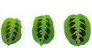 Calathea Makoyana